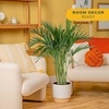 image:imageCosta Farms Ponytail Palm Live Indoor Plant Tropical Decor Air PurifyingPalm  Large 34 Feet Tall  in Decorative Plant Pot