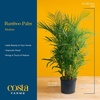 image:imageCosta Farms Ponytail Palm Live Indoor Plant Tropical Decor Air PurifyingPalm  Large 34 Feet Tall  in Decorative Planter