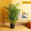 image:imageCosta Farms Ponytail Palm Live Indoor Plant Tropical Decor Air PurifyingPalm  Large 34 Feet Tall  in Decorative Planter
