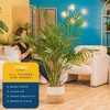 image:imageCosta Farms Ponytail Palm Live Indoor Plant Tropical Decor Air PurifyingPalm  Large 34 Feet Tall  in Decorative Planter Pot