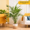 image:imageCosta Farms Ponytail Palm Live Indoor Plant Tropical Decor Air PurifyingPalm  Large 34 Feet Tall  in Decorative Planter Pot