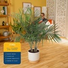image:imageCosta Farms Ponytail Palm Live Indoor Plant Tropical Decor Air PurifyingPalm  Large 34 Feet Tall  in Decorative Pot
