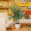 image:imageCosta Farms Ponytail Palm Live Indoor Plant Tropical Decor Air PurifyingPalm  Large 34 Feet Tall  in Decorative Pot
