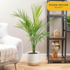 image:imageCosta Farms Ponytail Palm Live Indoor Plant Tropical Decor Air PurifyingPalm  Large 34 Feet Tall  in Easy Grow Plant Pot