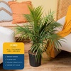 image:imageCosta Farms Ponytail Palm Live Indoor Plant Tropical Decor Air PurifyingPalm  Large 34 Feet Tall  in Easy Grow Plant Pot