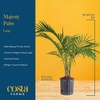 image:imageCosta Farms Ponytail Palm Live Indoor Plant Tropical Decor Air PurifyingPalm  Large 34 Feet Tall  in Easy Grow Plant Pot