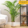 image:imageCosta Farms Ponytail Palm Live Indoor Plant Tropical Decor Air PurifyingPalm  Large 34 Feet Tall  in Grow Pot