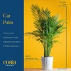 image:imageCosta Farms Ponytail Palm Live Indoor Plant Tropical Decor Air PurifyingPalm  Large 34 Feet Tall  in Grow Pot