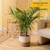 image:imageCosta Farms Ponytail Palm Live Indoor Plant Tropical Decor Air PurifyingPalm  Large 34 Feet Tall  in Indoor Plant Pot