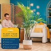 image:imageCosta Farms Ponytail Palm Live Indoor Plant Tropical Decor Air PurifyingPalm  Large 34 Feet Tall  in Indoor Plant Pot