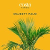 image:imageCosta Farms Ponytail Palm Live Indoor Plant Tropical Decor Air PurifyingPalm  Large 34 Feet Tall  in Minimalist Dcor Plant Pot