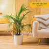 image:imageCosta Farms Ponytail Palm Live Indoor Plant Tropical Decor Air PurifyingPalm  Large 34 Feet Tall  in Minimalist Dcor Plant Pot
