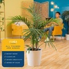 image:imageCosta Farms Ponytail Palm Live Indoor Plant Tropical Decor Air PurifyingPalm  Large 34 Feet Tall  in Minimalist Dcor Plant Pot