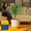 image:imageCosta Farms Ponytail Palm Live Indoor Plant Tropical Decor Air PurifyingPalm  Medium 12 Feet Tall  in Decorative Plant Pot