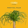 image:imageCosta Farms Ponytail Palm Live Indoor Plant Tropical Decor Air PurifyingPalm  Medium 12 Feet Tall  in Decorative Plant Pot