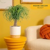 image:imageCosta Farms Ponytail Palm Live Indoor Plant Tropical Decor Air PurifyingPalm  Medium 12 Feet Tall  in Decorative Plant Pot
