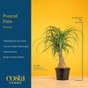 image:imageCosta Farms Ponytail Palm Live Indoor Plant Tropical Decor Air PurifyingPalm  Medium 12 Feet Tall  in Decorative Planter Pot