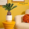 image:imageCosta Farms Ponytail Palm Live Indoor Plant Tropical Decor Air PurifyingPalm  Medium 1416 Inches Tall  in Decoarative Plant Pot