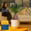 image:imageCosta Farms Ponytail Palm Live Indoor Plant Tropical Decor Air PurifyingPalm  Medium 1416 Inches Tall  in Decoarative Plant Pot