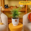 image:imageCosta Farms Ponytail Palm Live Indoor Plant Tropical Decor Air PurifyingPalm  Medium 1416 Inches Tall  in Decorative Plant Pot