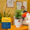 image:imageCosta Farms Ponytail Palm Live Indoor Plant Tropical Decor Air PurifyingPalm  Medium 1416 Inches Tall  in Decorative Plant Pot