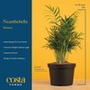 image:imageCosta Farms Ponytail Palm Live Indoor Plant Tropical Decor Air PurifyingPalm  Medium 1416 Inches Tall  in Decorative Plant Pot