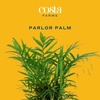 image:imageCosta Farms Ponytail Palm Live Indoor Plant Tropical Decor Air PurifyingPalm  Medium 1416 Inches Tall  in Decorative Planter
