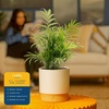 image:imageCosta Farms Ponytail Palm Live Indoor Plant Tropical Decor Air PurifyingPalm  Medium 1416 Inches Tall  in Decorative Planter