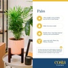 image:imageCosta Farms Ponytail Palm Live Indoor Plant Tropical Decor Air PurifyingPalm  Medium 1416 Inches Tall  in Grow Pot