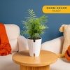 image:imageCosta Farms Ponytail Palm Live Indoor Plant Tropical Decor Air PurifyingPalm  Medium 1416 Inches Tall  in Grow Pot