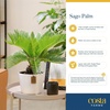 image:imageCosta Farms Ponytail Palm Live Indoor Plant Tropical Decor Air PurifyingPalm  Medium 1416 Inches Tall  in Modern Dcor Planter