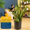 image:imageCosta Farms Snake Plant Live Indoor Plant Air Purifying Low Light EasySnake Grow  Extra Large 34 Feet Tall  in Grow Pot