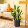 image:imageCosta Farms Snake Plant Live Indoor Plant Air Purifying Low Light EasySnake Grow  Extra Large 34 Feet Tall  in Grow Pot