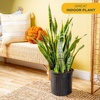 image:imageCosta Farms Snake Plant Live Indoor Plant Air Purifying Low Light EasySnake Plant  Extra Large 34 Feet Tall  in Growers Pot