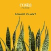 image:imageCosta Farms Snake Plant Live Indoor Plant Air Purifying Low Light EasySnake Plant  Extra Large 34 Feet Tall  in Growers Pot