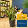 image:imageCosta Farms Snake Plant Live Indoor Plant Air Purifying Low Light EasySnake Plant  Extra Large 34 Feet Tall  in Growers Pot
