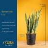 image:imageCosta Farms Snake Plant Live Indoor Plant Air Purifying Low Light EasySnake Plant  Extra Large 34 Feet Tall  in Growers Pot