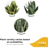 image:imageCosta Farms Snake Plant Live Indoor Plant Air Purifying Low Light EasySnake Plant  Large 23 Feet Tall  in Decorative Plant Pot