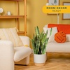 image:imageCosta Farms Snake Plant Live Indoor Plant Air Purifying Low Light EasySnake Plant  Large 23 Feet Tall  in Decorative Plant Pot