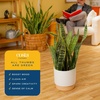 image:imageCosta Farms Snake Plant Live Indoor Plant Air Purifying Low Light EasySnake Plant  Large 23 Feet Tall  in Decorative Plant Pot