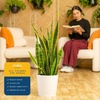 image:imageCosta Farms Snake Plant Live Indoor Plant Air Purifying Low Light EasySnake Plant  Large 23 Feet Tall  in Decorative Planter Pot