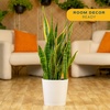 image:imageCosta Farms Snake Plant Live Indoor Plant Air Purifying Low Light EasySnake Plant  Large 23 Feet Tall  in Decorative Planter Pot