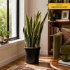 image:imageCosta Farms Snake Plant Live Indoor Plant Air Purifying Low Light EasySnake Plant  Large 23 Feet Tall  in Grow Pot