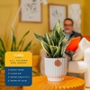 image:imageCosta Farms Snake Plant Live Indoor Plant Air Purifying Low Light EasySnake Plant  Medium 1220 Inches Tall  in Decorative Plant Pot