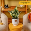 image:imageCosta Farms Snake Plant Live Indoor Plant Air Purifying Low Light EasySnake Plant  Medium 1220 Inches Tall  in Decorative Plant Pot