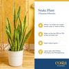 image:imageCosta Farms Snake Plant Live Indoor Plant Air Purifying Low Light EasySnake Plant  Medium 1220 Inches Tall  in Decorative Planter Pot