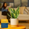 image:imageCosta Farms Snake Plant Live Indoor Plant Air Purifying Low Light EasySnake Plant  Medium 1220 Inches Tall  in Decorative Planter Pot