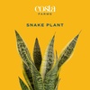 image:imageCosta Farms Snake Plant Live Indoor Plant Air Purifying Low Light EasySnake Plant  Medium 1220 Inches Tall  in Decorative Planter Pot