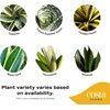 image:imageCosta Farms Snake Plant Live Indoor Plant Air Purifying Low Light EasySnake Plant  Medium 1220 Inches Tall  in Decorative Planter Pot
