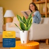 image:imageCosta Farms Snake Plant Live Indoor Plant Air Purifying Low Light EasySnake Plant  Medium 1220 Inches Tall  in Growers Pot